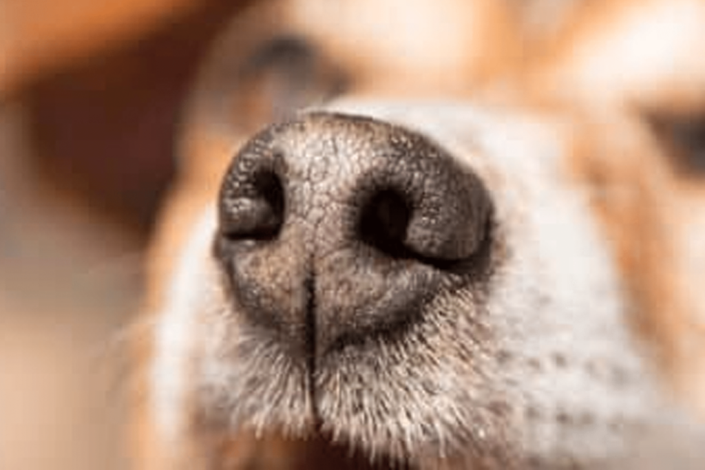 morsure-canine prévention